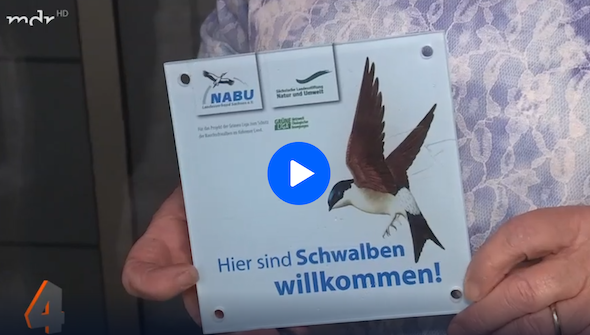 2019 09 27 MDR um 4 Rauchschwalbe