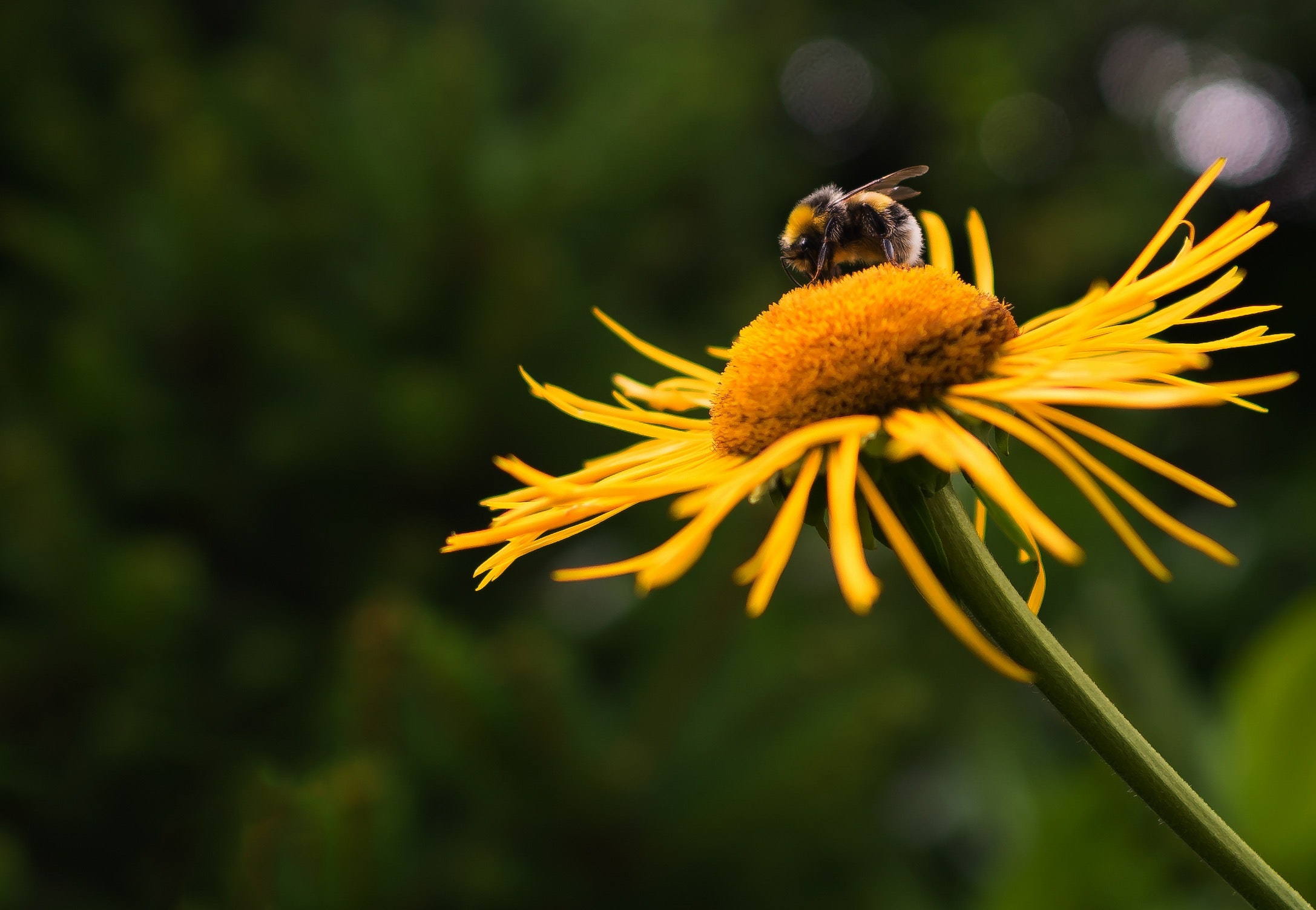 bee bloom blossom 326150