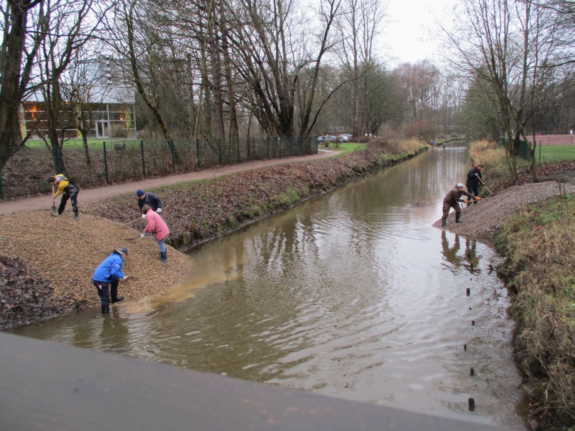 Mühlenau: Ab der Rosengartenbrücke in Pinneberg wurden 2017 erste Kies-Depots in die Böschung der Mühlenau geschüttet und 2019 als Lenkbuhnen in das Flussbett integriert.