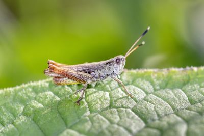 Exkurs: Glyphosat
