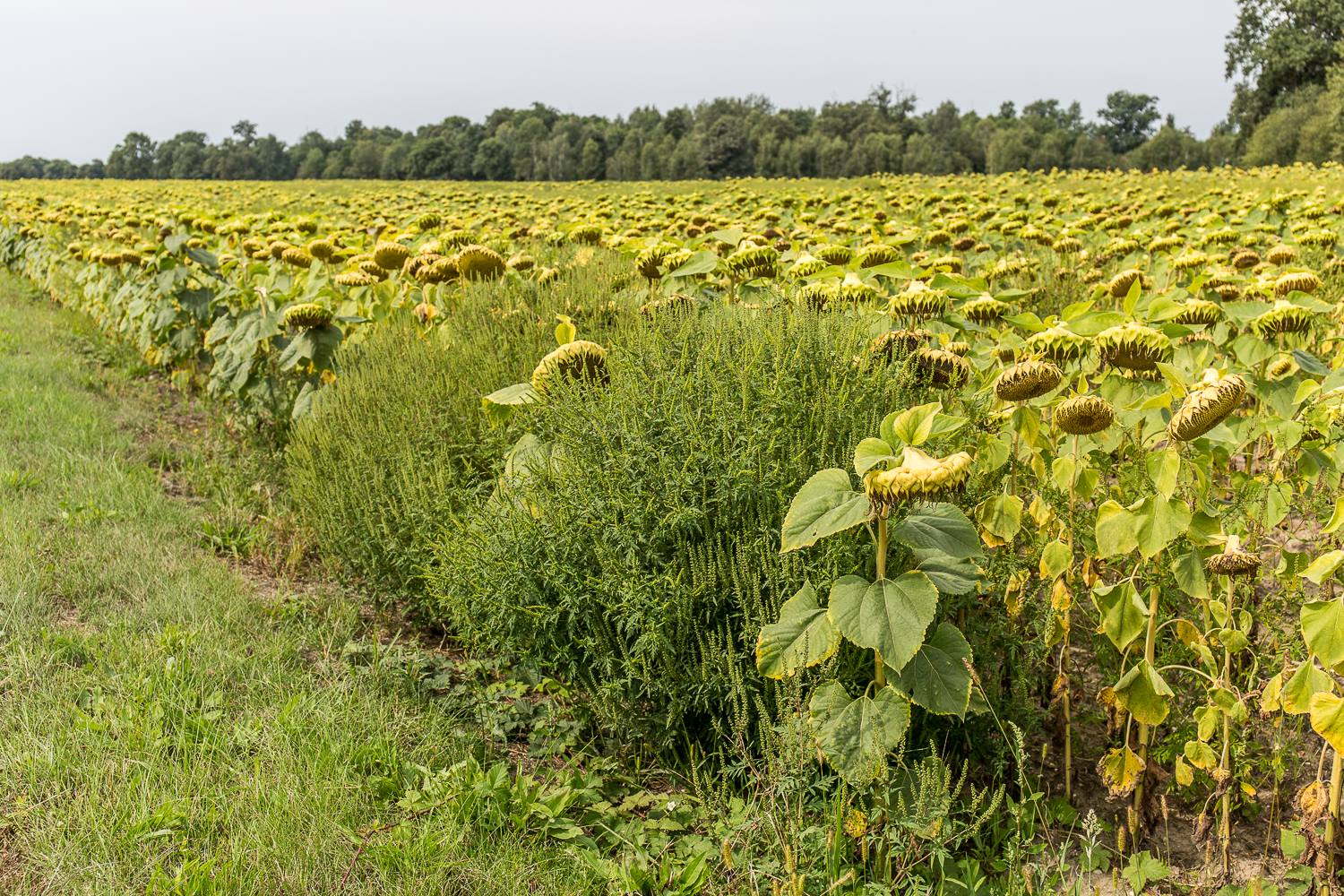 21055992 1683144611760259 8998339939309495186 o