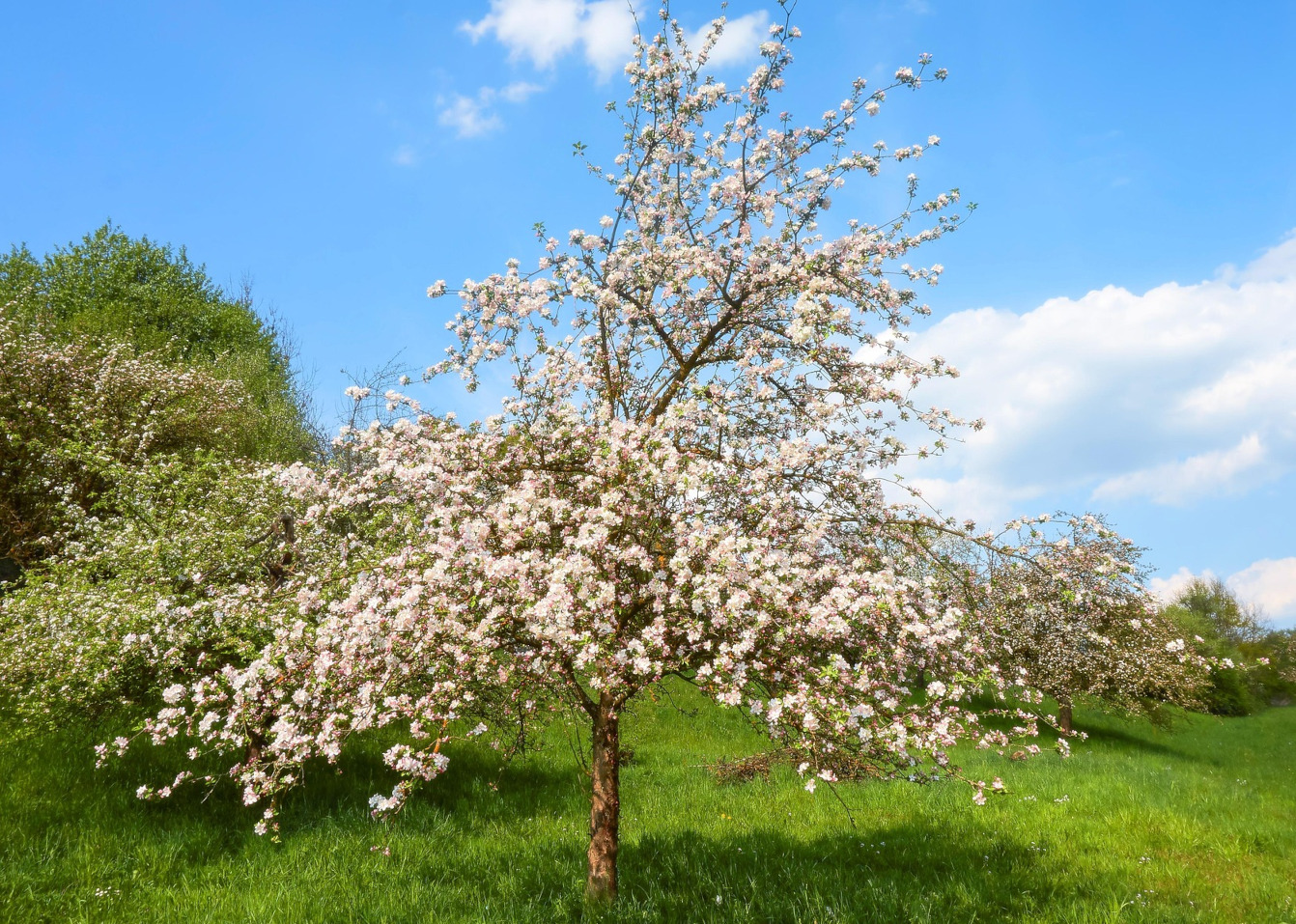 Ein blühender Apfelbaum auf einer Streuobstwiese.