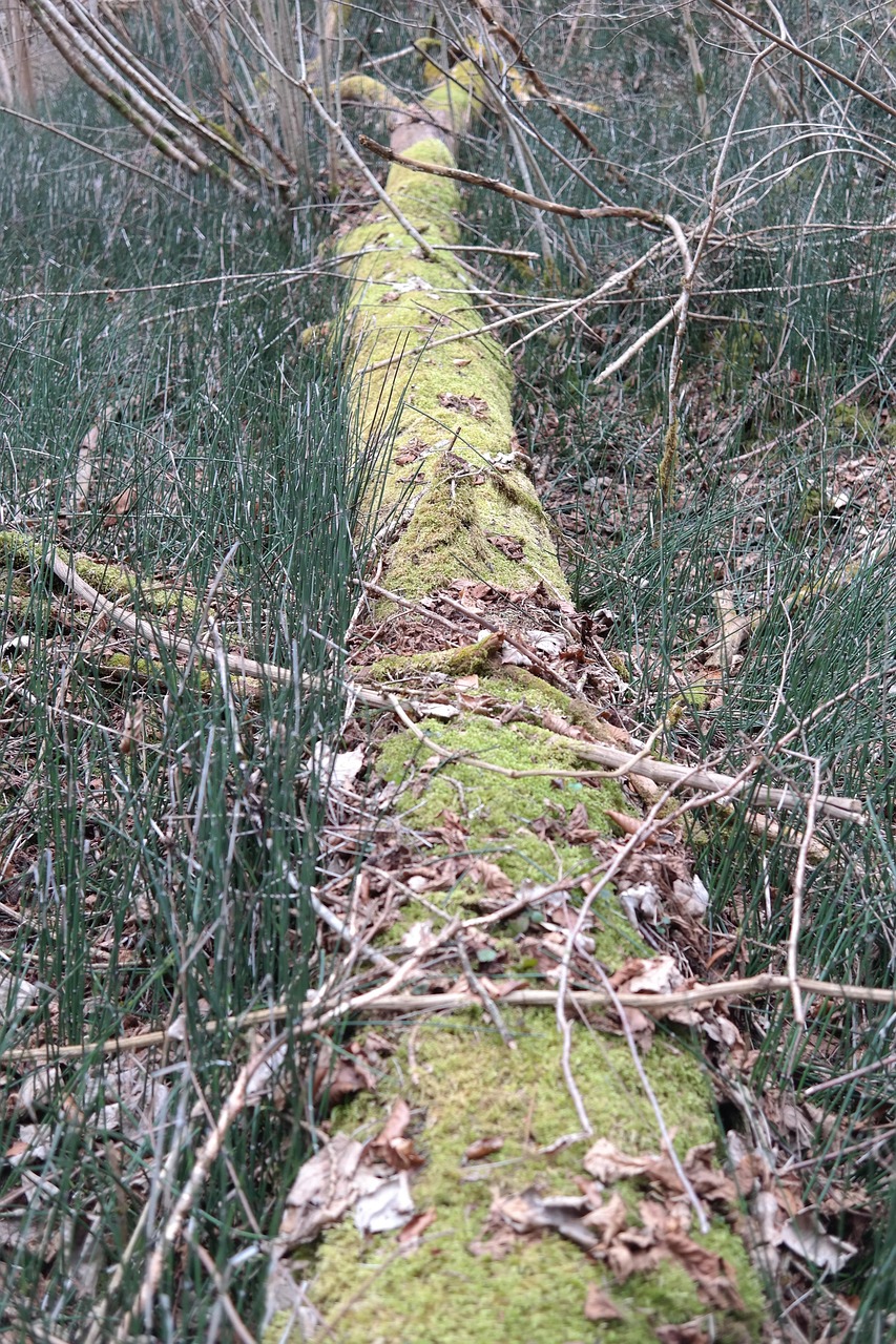 Ein im Wald liegender Baumstamm