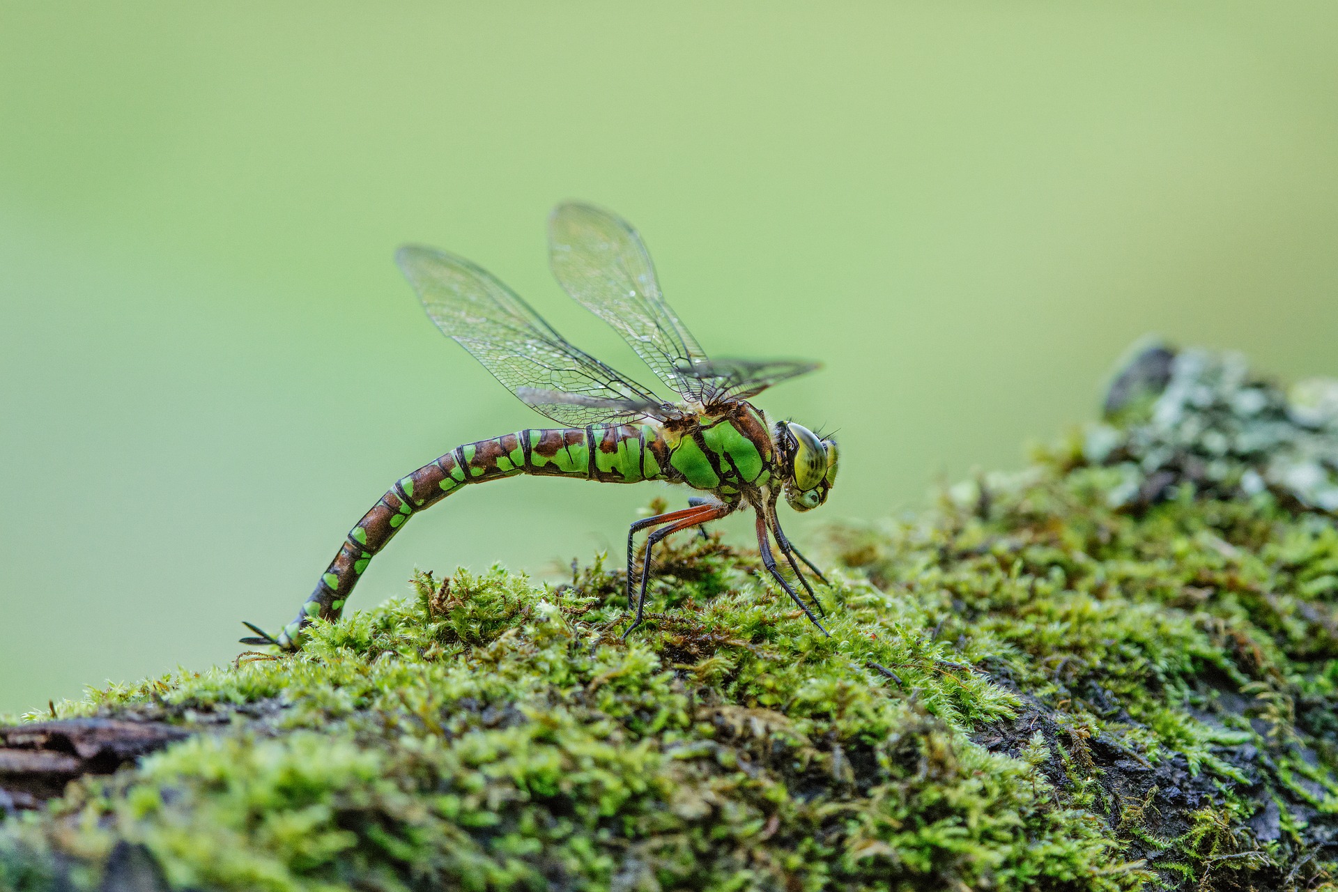 Libelle